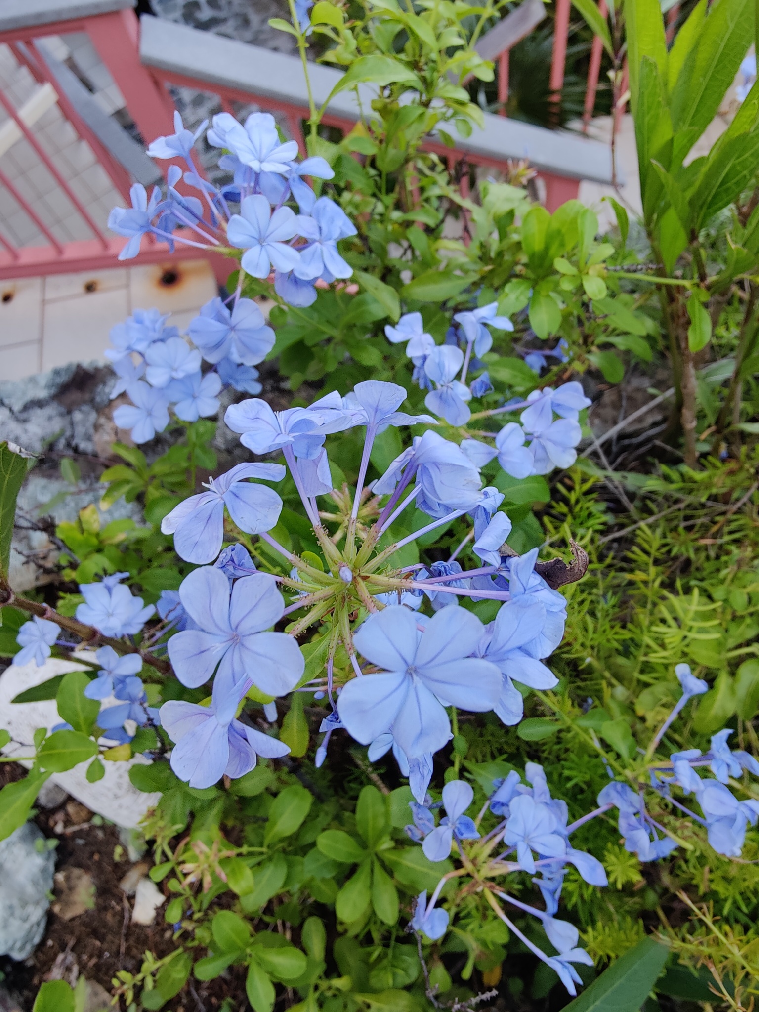  image here  publ1image5 IMG20220923173401.jpg