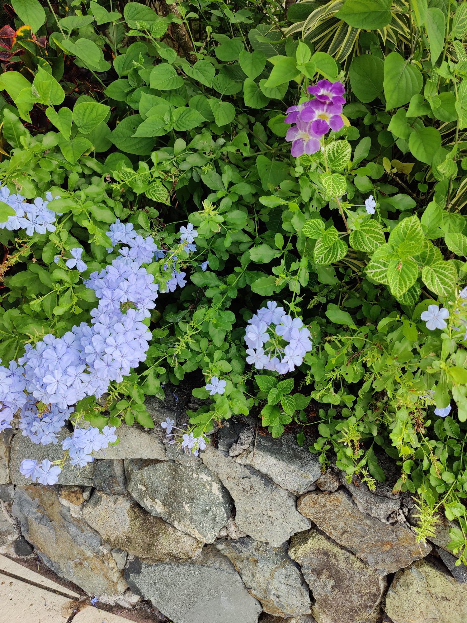  image here  publ4image7 IMG20221014095536.jpg